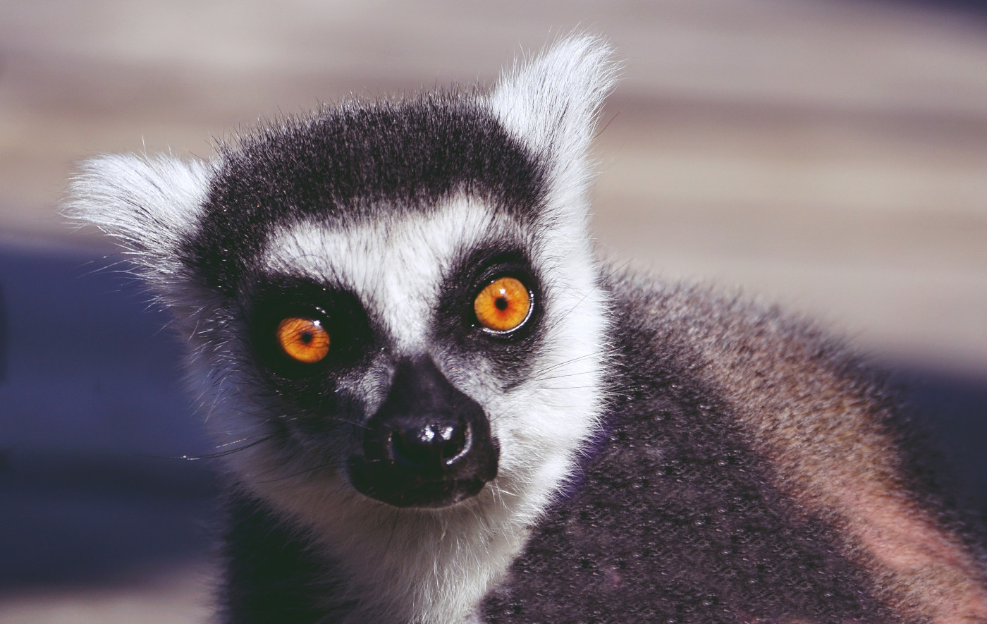 Gyűrűsfarkú majom